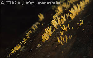 Calocera cornea (Batsch:Fr.)Fr.