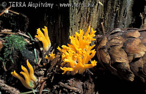 Calocera viscosa (Pers.:Fr.)Fr.