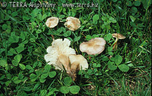 Calocybe carnea (Bull.:Fr.)Donk