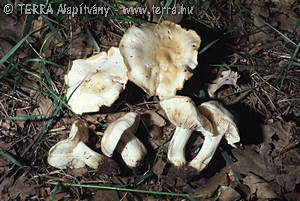 Calocybe gambosa (Fr.)Donk