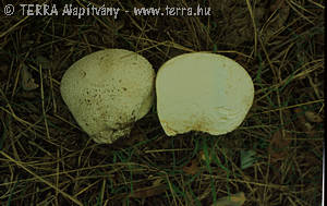 Calvatia utriformis (Bull.:Pers.)Jaap