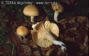 Camarophyllus pratensis (Pers.:Fr.)Kummer