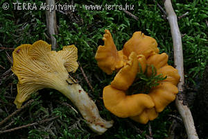 Cantharellus cibarius Fr.