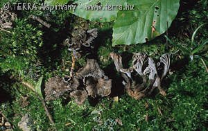 Cantharellus cinereus Pers.:Fr.