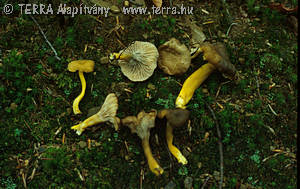 Cantharellus tubaeformis Bull.:Fr.