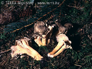 Cantharellus tubaeformis var. lutescens (Fr.)Gill.