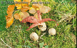 Clathrus archeri (Berk.)Dring