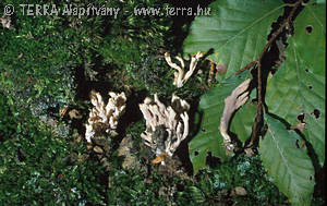 Clavulina cinerea (Bull.:Fr.)Schroeter