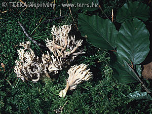 Clavulina cristata (Fr.)Schroeter