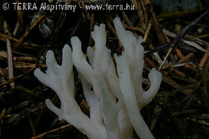 Clavulina rugosa (Bull.:Fr.)Schroeter