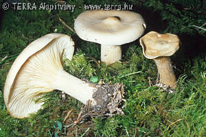 Clitocybe geotropa (Bull.:Fr.)Qul.