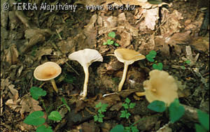 Clitocybe gibba (Pers.:Fr.)Kummer