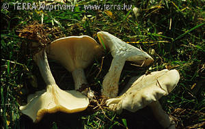 Clitocybe nebularis (Batsch:Fr.)Kummer