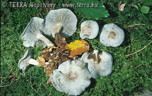 Clitocybe odora (Bull.:Fr.)Kummer