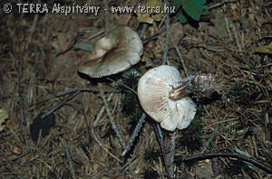 Collybia butyracea var. asema Fr.