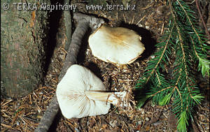 Collybia butyracea var. butyracea (Bull.:Fr.)Qul.