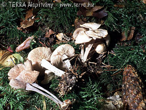 Collybia confluens (Pers.:Fr.)Kummer