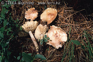 Collybia maculata (Alb.& Schw.:Fr.)Kumm.