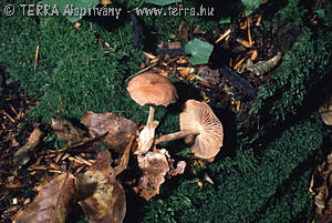 Collybia peronata (Bolt.:Fr.)Singer