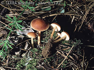 Collybia succinea (Fr.)Qul.