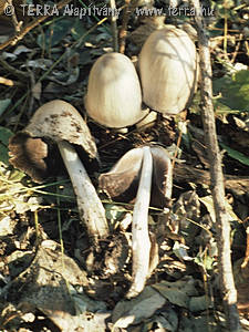 Coprinus atramentarius (Bull.:Fr.)Fr.