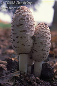 Coprinus comatus (Muell.:Fr.)Pers.