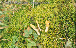 Cordyceps capitata (Holmsk.:Fr.)Link