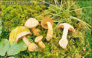 Cortinarius (Tel.) bulliardii (Pers.:Fr.)Fr.