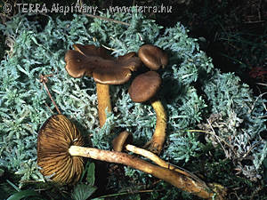 Cortinarius (Derm.) croceus (Schaeff.:Fr.)Britz.