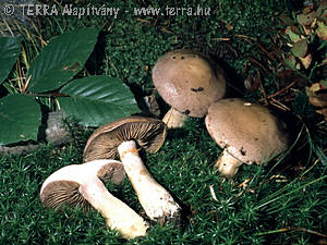 Cortinarius (Phl.) infractus (Pers.:Fr.)Fr.