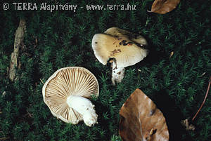 Cortinarius (Myx.) lividoochraceus (Berk.)Berk.