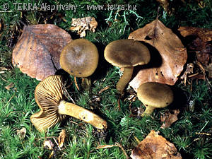 Cortinarius (Lepr.) melanotus Kalchbr.