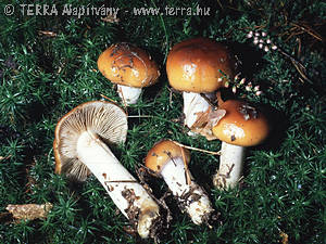 Cortinarius (Myx.) mucosus (Bull.:Fr.)Fr.