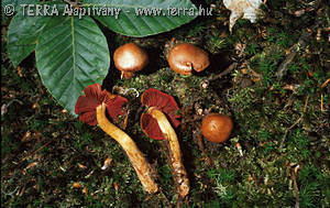 Cortinarius (Derm.) phoeniceus Bull.:Mre.