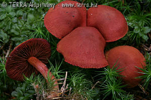 Cortinarius (Derm.) sanguineus (Wulf.:Fr.)Fr.