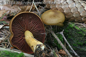 Cortinarius (Derm.) semisanguineus (Fr.)Moser