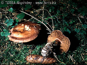 Cortinarius (Phl.) variecolor Fr. ss.Mos.