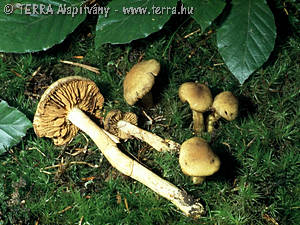 Cortinarius (Lepr.) venetus (Fr.:Fr.)Fr.