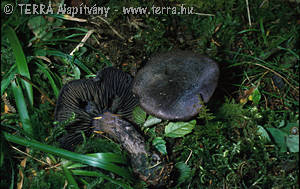 Cortinarius (Cort.) violaceus (L.:Fr.)Fr.