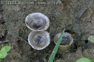 Cyathus olla Batsch.:Pers.