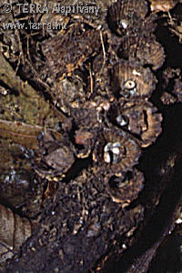 Cyathus striatus (Huds.:Willd.)Pers.