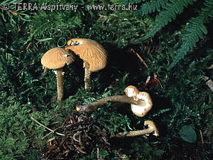 Cystoderma amiantinum (Scop.:Fr.)Fay.