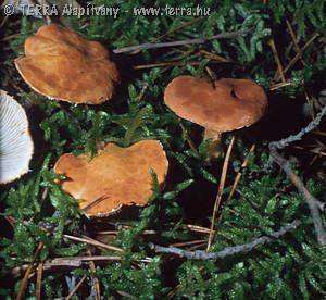 Cystoderma terrei (Berk.& Br.)Harm.