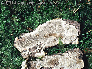 Datronia mollis (Sommerf.:Fr.)Donk