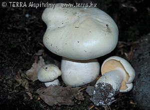 Entoloma eulividum Noord.