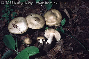 Entoloma saundersii (Fr.)Sacc.