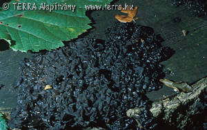 Exidia glandulosa (Bull.:St.Amans 1821)Fr.