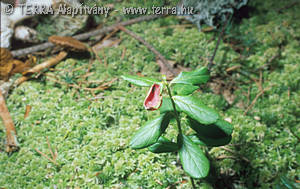 Exobasidium vaccinii (Fckl.)Woronin