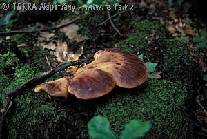 Fistulina hepatica (Schaeff.)Fr.