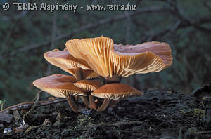 Flammulina velutipes (Curt.:Fr.)Karst.